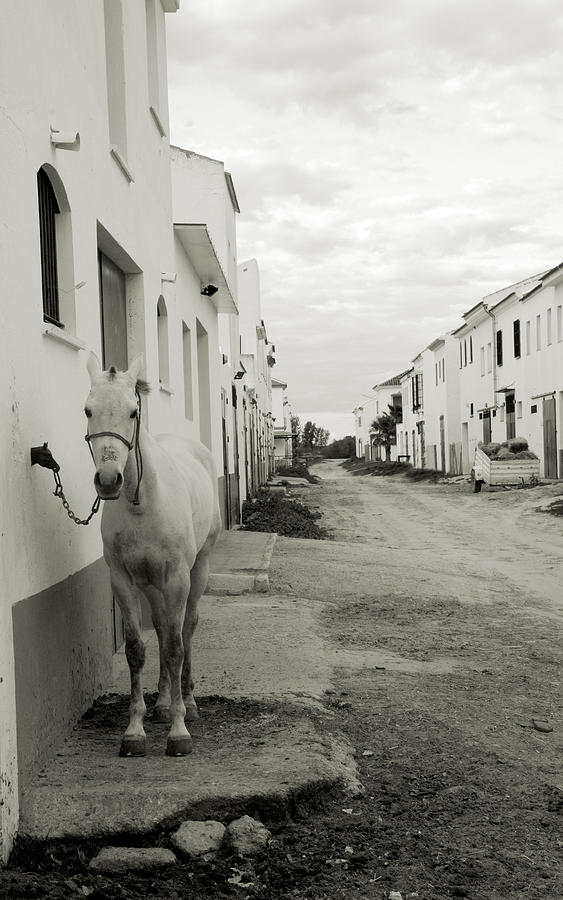 Horse in spanish street Photograph by Perry Van Munster