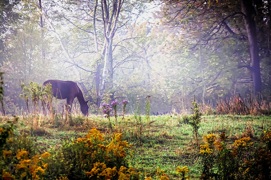 Horse in the Mist Photograph by Alan Norsworthy