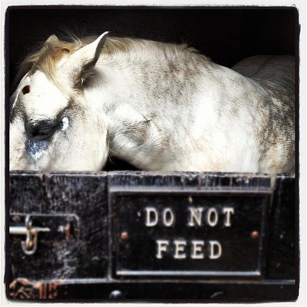 Horse Photograph - #horse #ironbridge #picoftheday by Aaron Smith