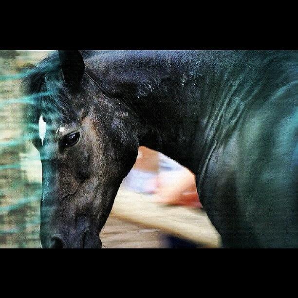 Horse Photograph - Horse #jjforum #webstagram by Zsolt Bugarszki
