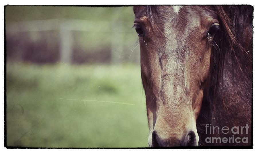 Horse Love Photograph by Traci Cottingham