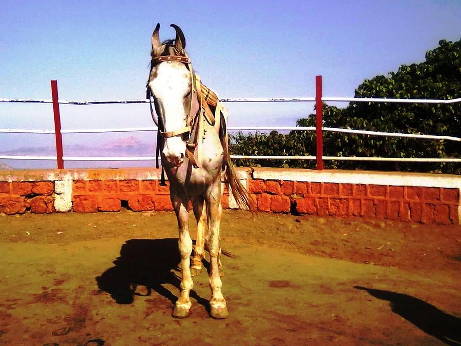 Horse Photograph - Horse by Mamta Joshi