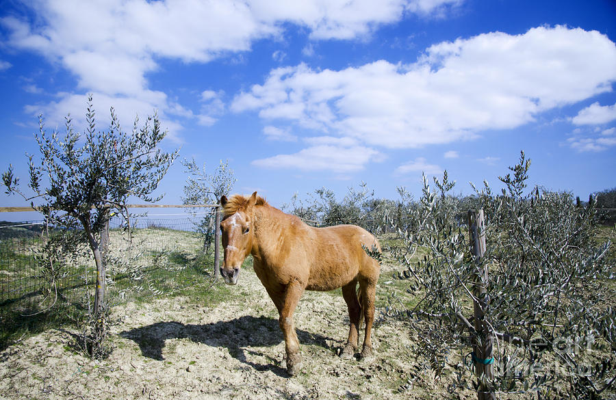 Horse Photograph by Mats Silvan