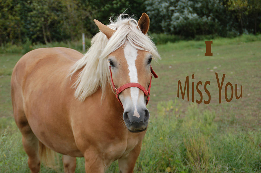 Horse Miss You Photograph