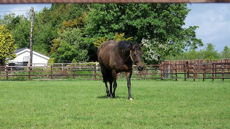 horse-national-stud-farm-ireland-photograph-by-cathryn-brown-fine-art