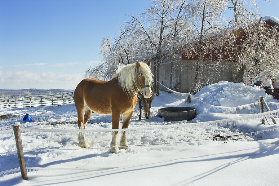 Horse On Maine Farm After Snow And Ice Storm Photograph Photograph by Keith Webber Jr