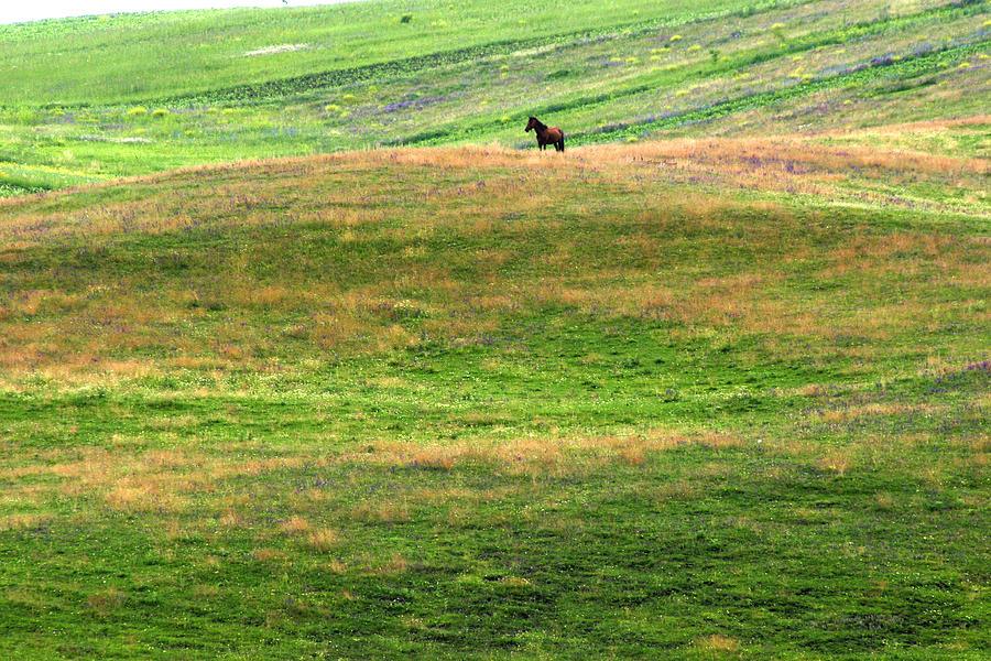 Horse on the meadow Photograph by Emanuel Tanjala