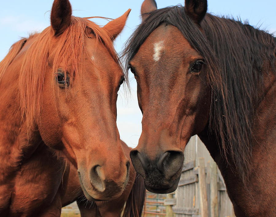 Horse Pair Photograph by Jim Sauchyn