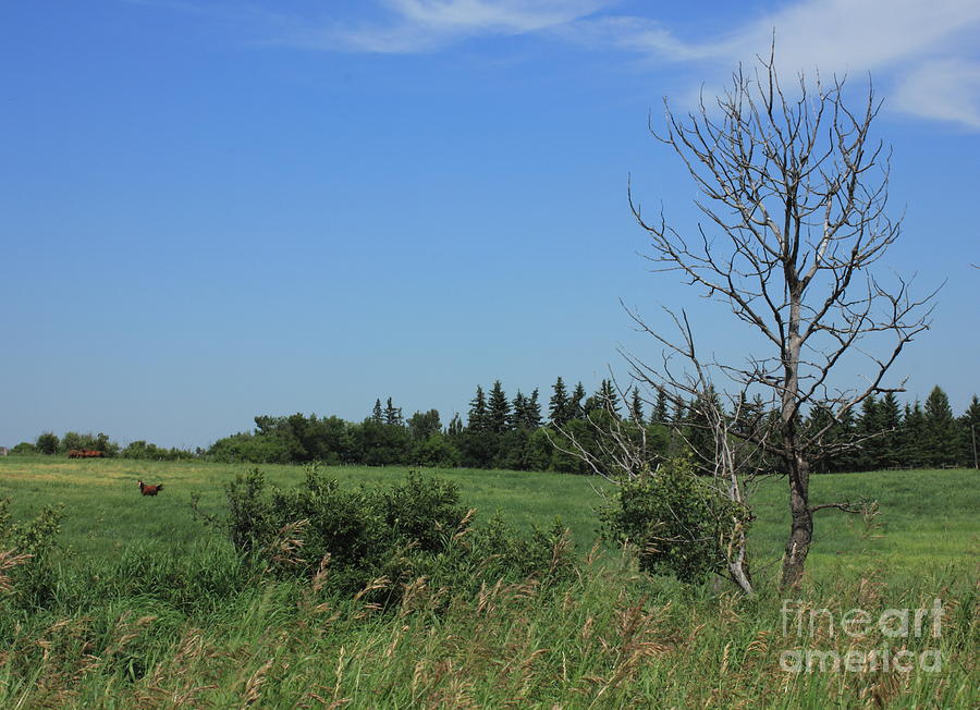 Horse Photograph - Horse pasture on the plains by Jim Sauchyn