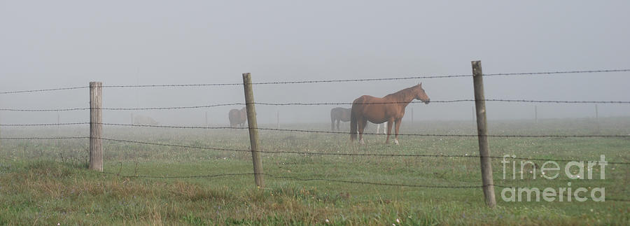 Horse Pasture Photograph by Paulette B Wright