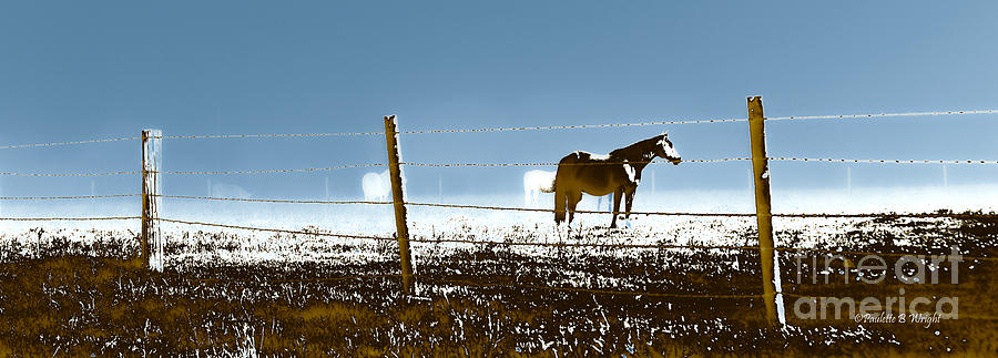 Horse Pasture RevDkBlue Photograph by Paulette B Wright