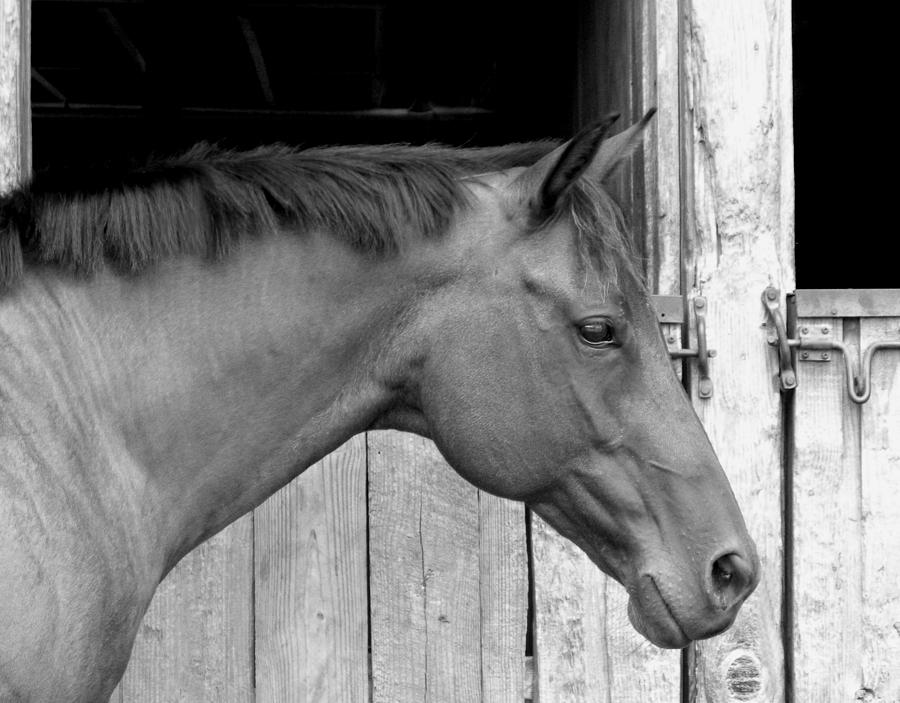 Horse Portrail Black and White Photograph by Sandi OReilly