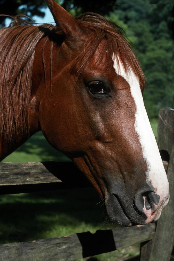Horse Portrait Photograph by Sally Weigand