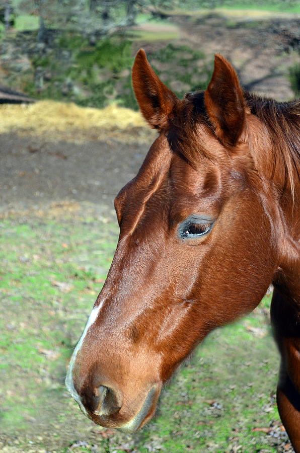 Horse Portrait2 Photograph by Sandi OReilly