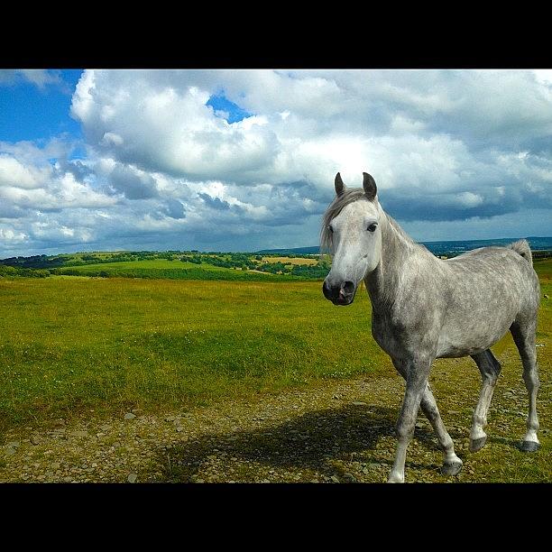 Horse Photograph - Horse by Rachel Williams