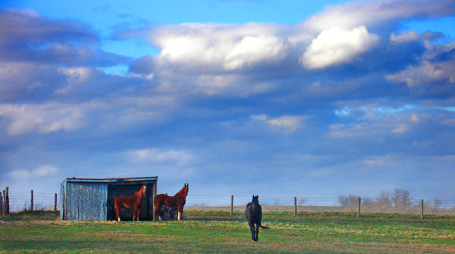Horse Photograph - Horse Ranch Landscape by Steve Karol