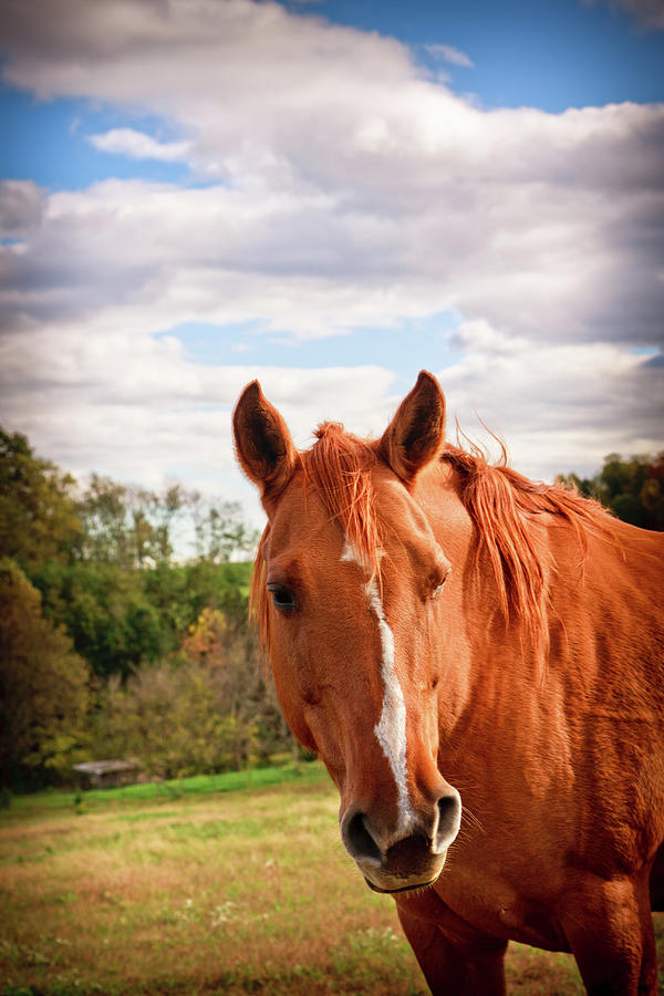 Horse Photograph by Rob Narwid