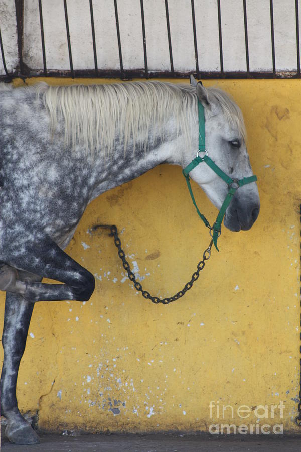 Horse  Photograph by Rogerio Mariani