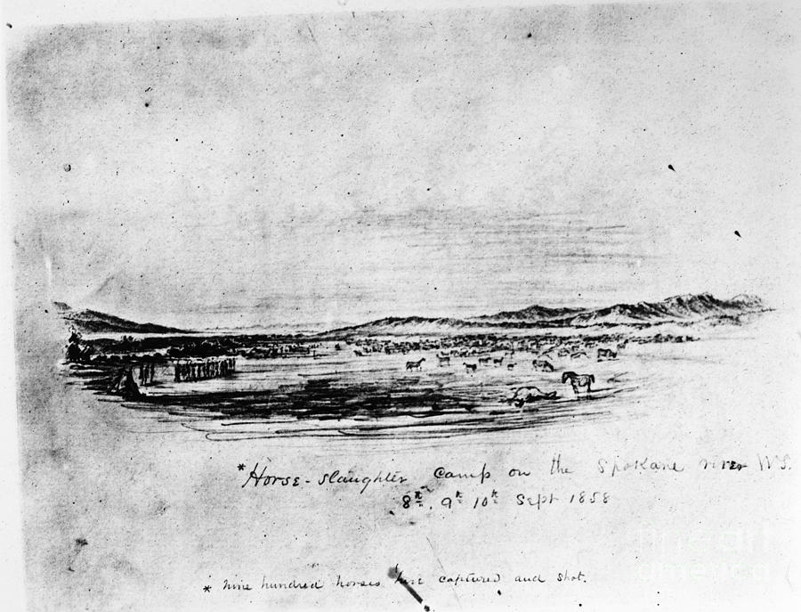 Horse Slaughter Camp 1858 Drawing by Granger