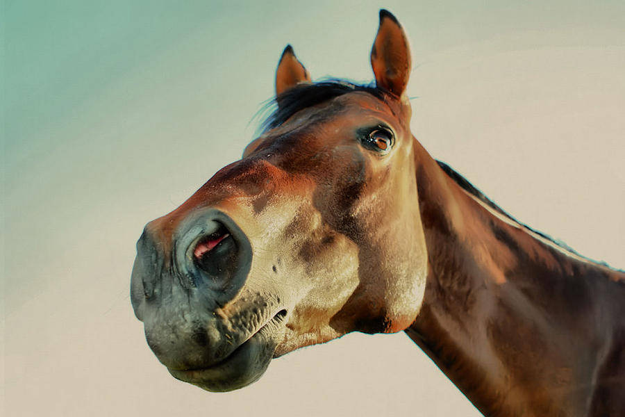 horse-stare-down-jacob-thompson.jpg