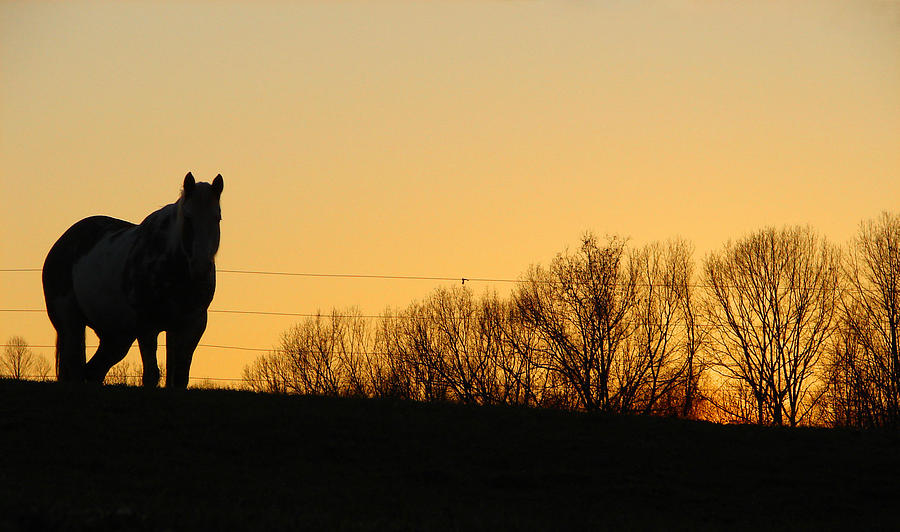 Horse sunset Photograph by Brian Stevens