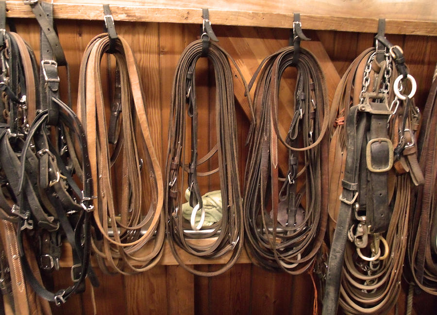 Horse Tack and Reins Photograph by Kym Backland