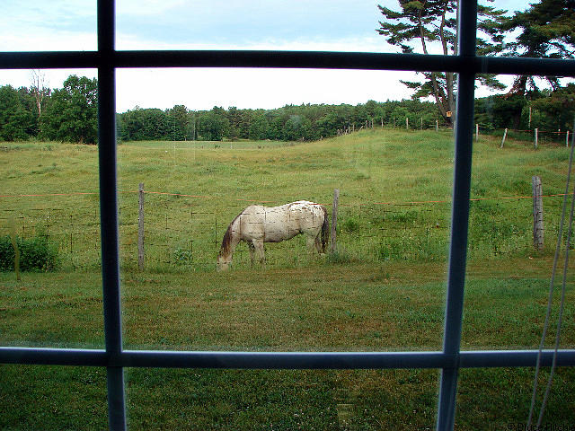 Horse through the Kitchen Window Mixed Media by Bruce Ritchie