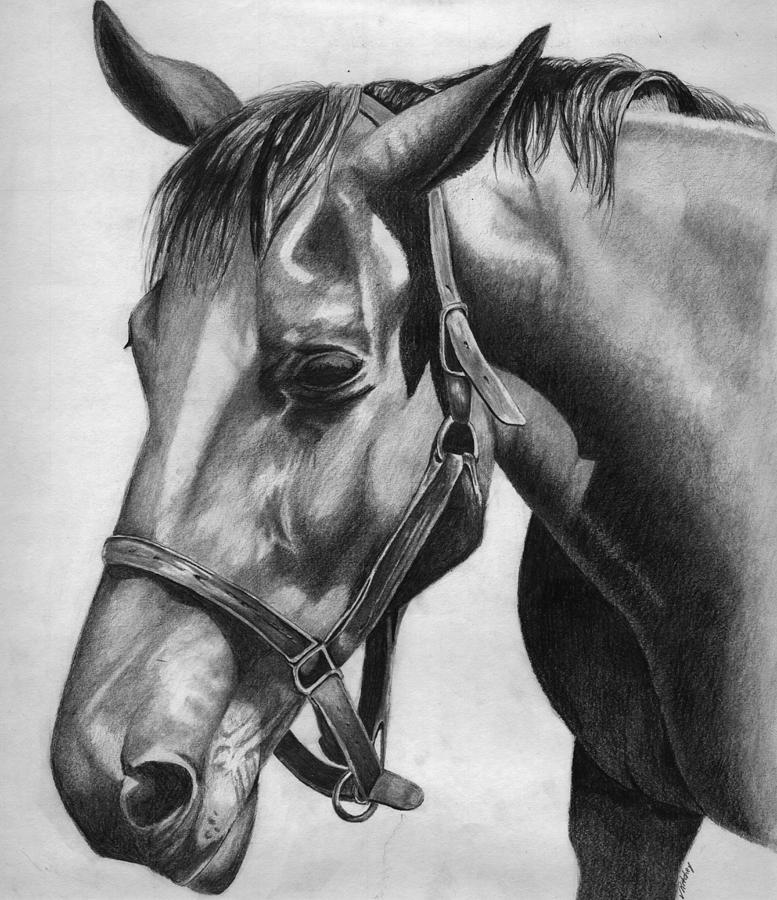 Horse Drawing by Vic Ritchey