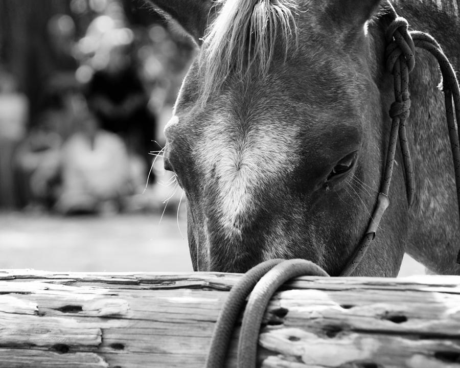 Horse Waiting Photograph by Constance Sanders