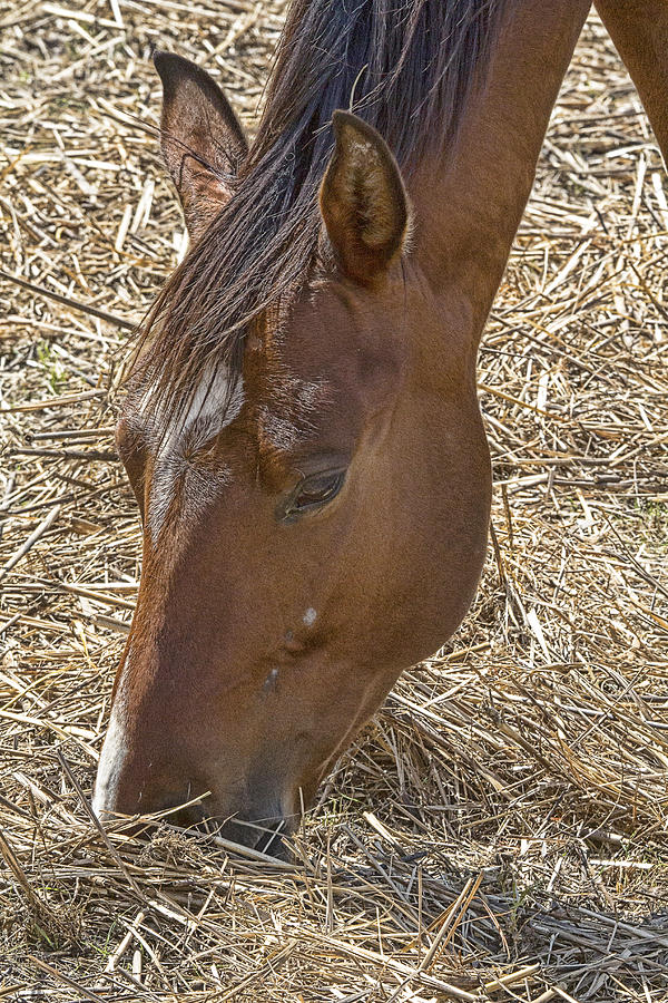 Horse with no Name Photograph by Douglas Barnard