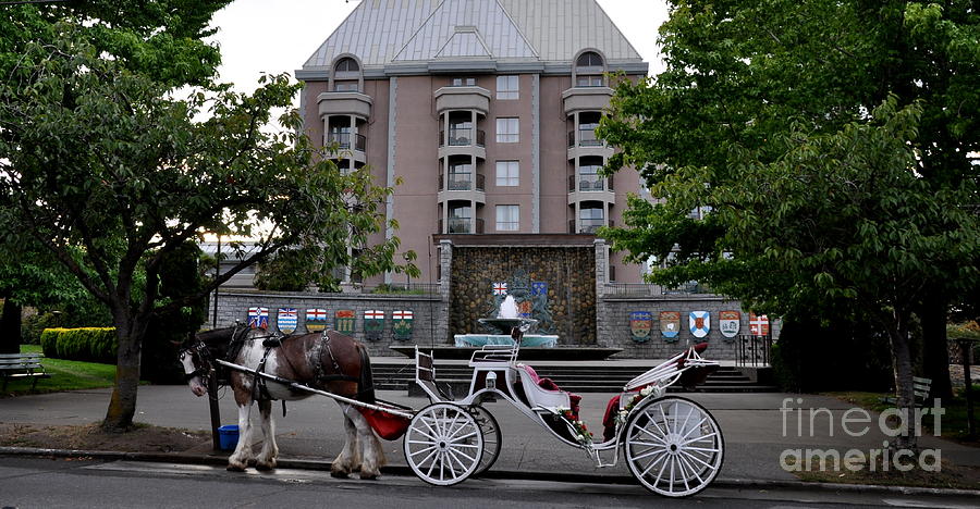 Animal Photograph - Horsedrawn Carriage In Victoria Canada  3 by Tatyana Searcy