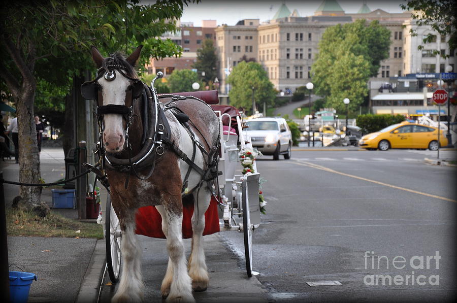 Horsedrawn Carriage In Victoria Canada  Photograph by Tatyana Searcy
