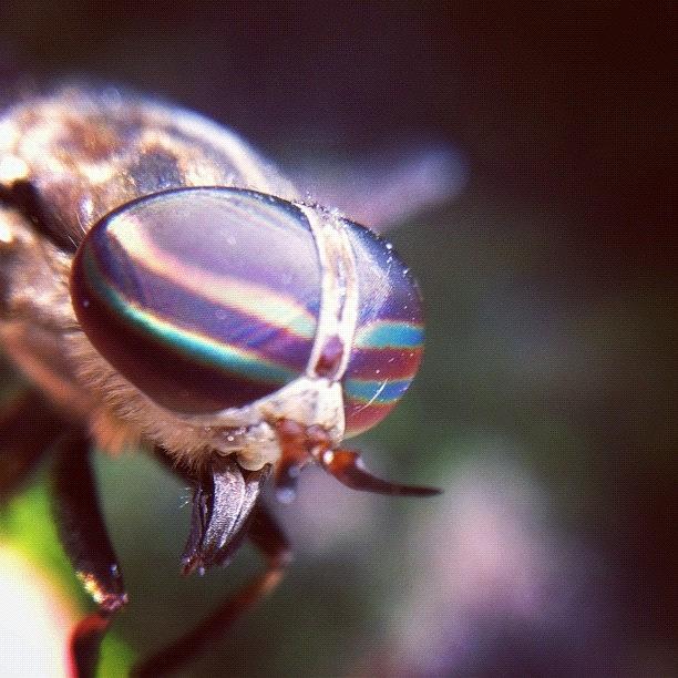 Horsefly Photograph by Dave Edens