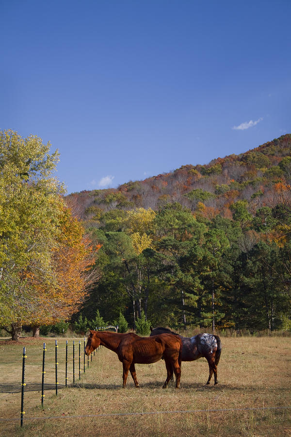 Horses and Autumn Landscape Photograph by Kathy Clark