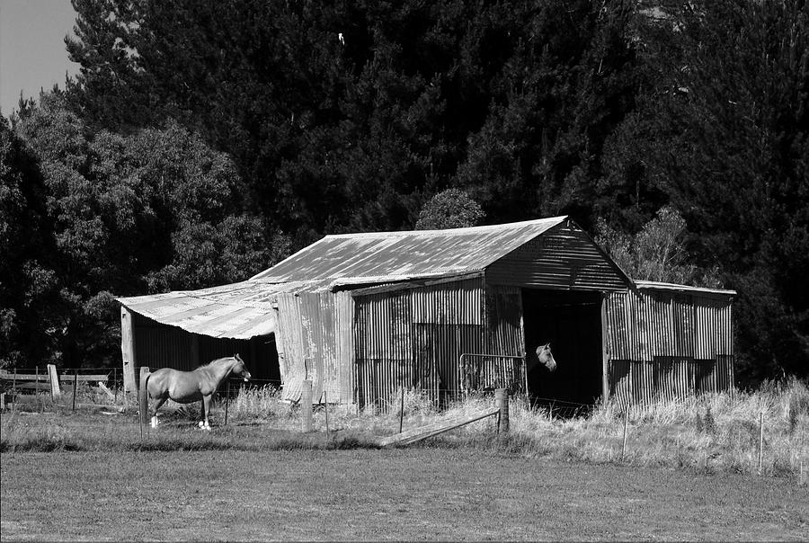 Horses and Old Barn Photograph by Fran Woods