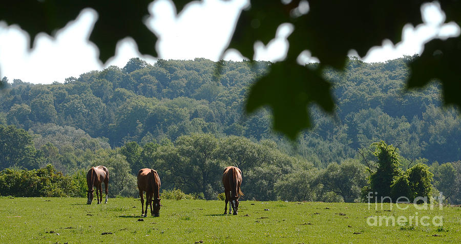 Horses And Summer Breeze Photograph by Steve Somerville