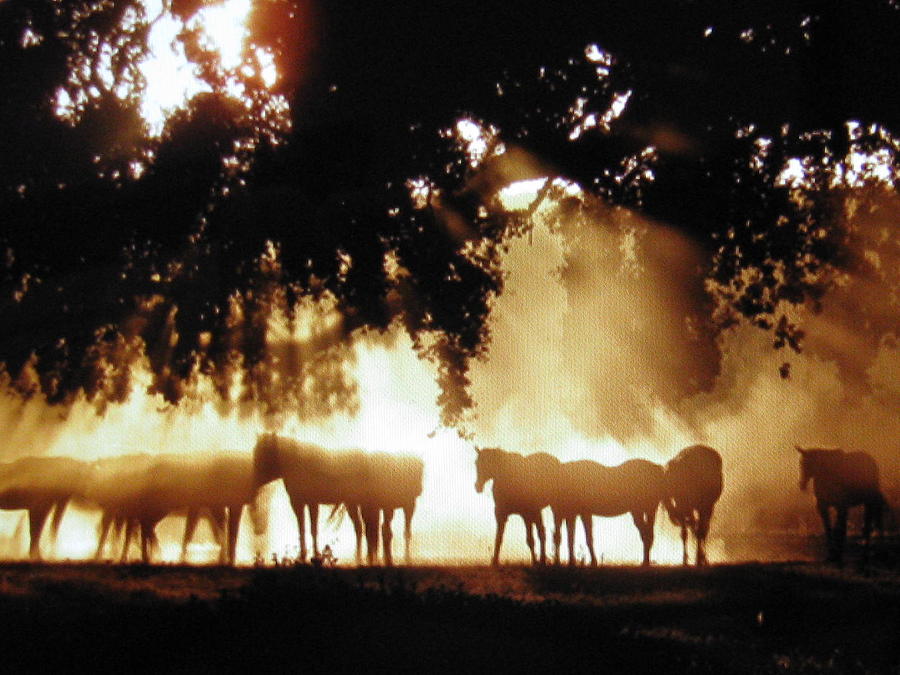Horses at dawn Photograph by Shawn Hughes