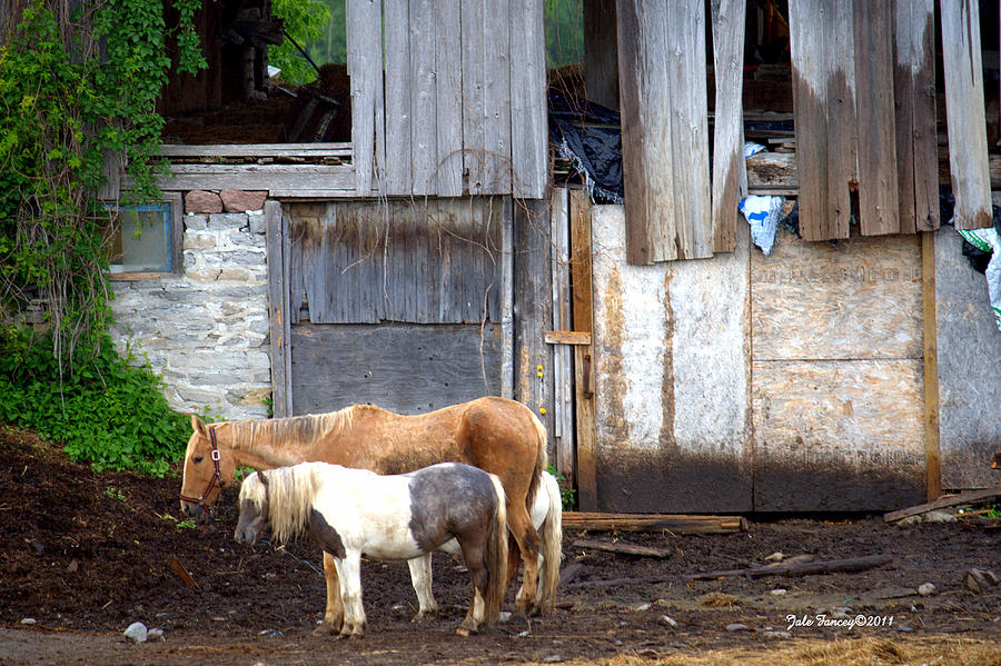 Horses at the Farm Photograph by Jale Fancey