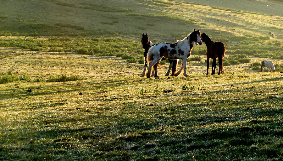 Horse Photograph - Horses by Barbara Walsh