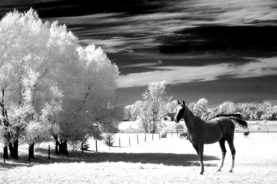 Horses Black White Surreal Nature Landscape Photograph by Kathy Fornal