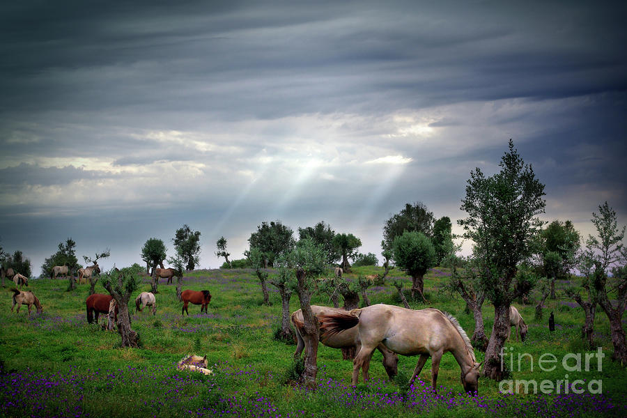 Animal Photograph - Horses Eating by Carlos Caetano
