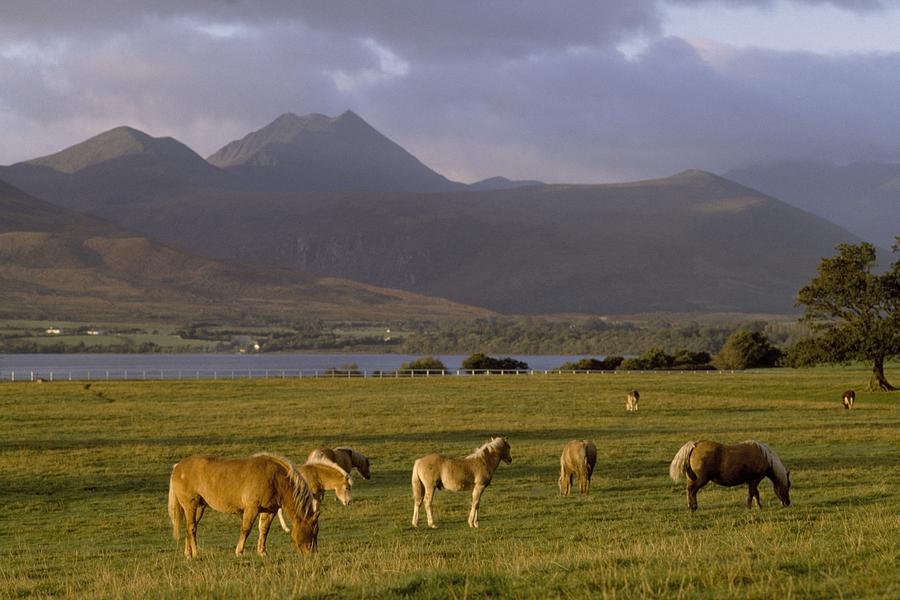 Killarney National Park Photograph - Horses Grazing, Macgillycuddys Reeks by The Irish Image Collection 