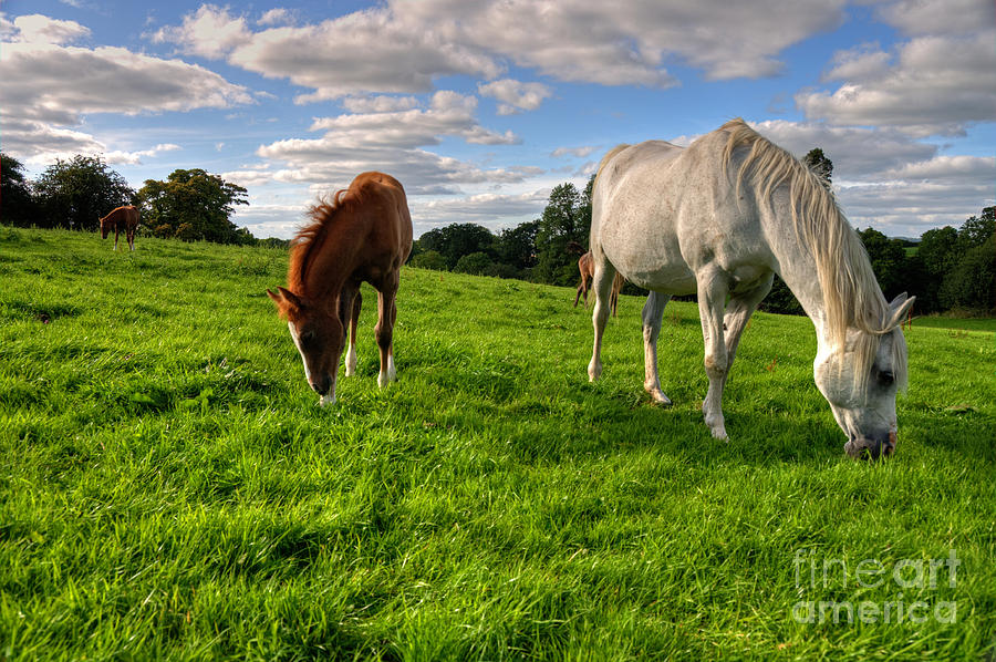 Horses Grazing Photograph By Rob Hawkins - Fine Art America