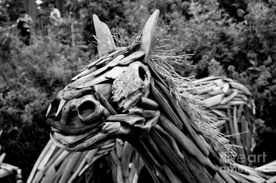 Horses Head Photograph by Tatyana Searcy