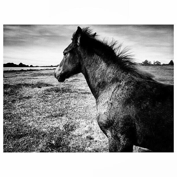 Horse Photograph - #horses #horse #pony #ponies #foal by Little Images