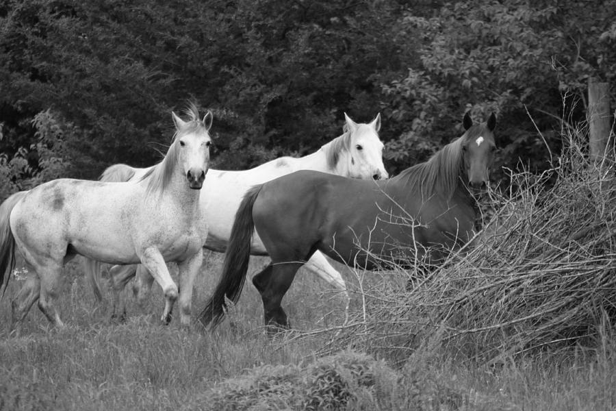 Horses in Black and White Photograph by Rick Rauzi
