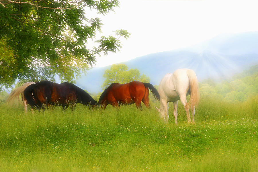 Horses In Pasture Photograph by Cindy Haggerty