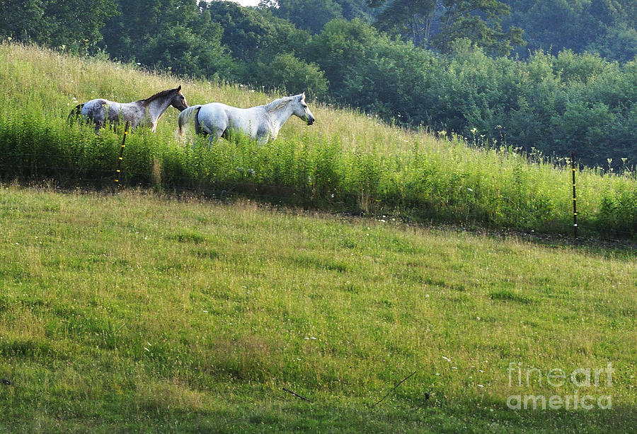 Horse Photograph - Horses in Pasture by Thomas R Fletcher