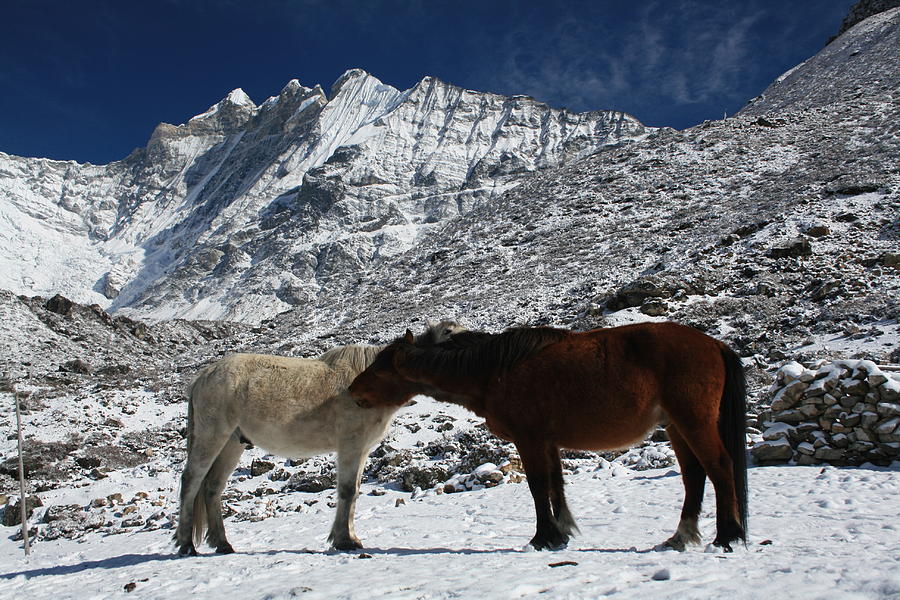 Horse Photograph - Horses in snow by Declan Alcock