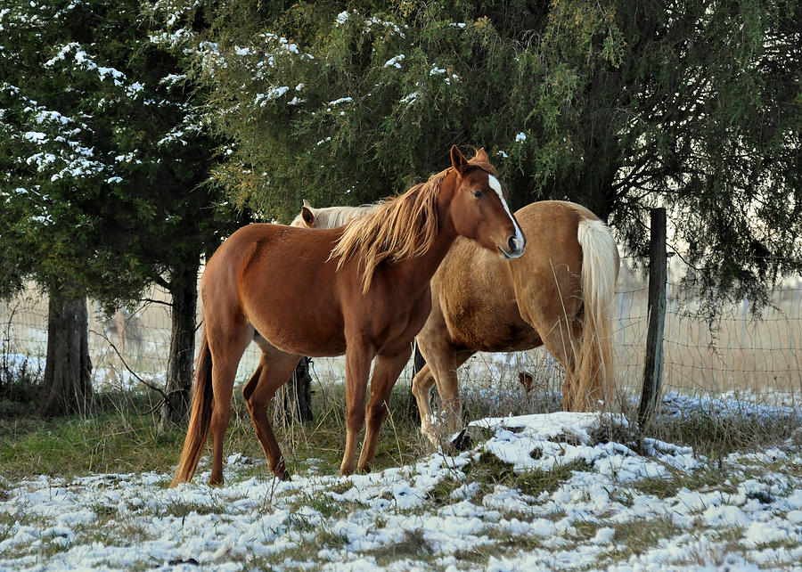 Horse Photograph - Horses in Snowy Field  - c5722a by Paul Lyndon Phillips
